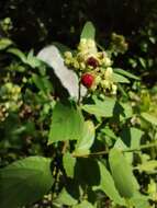 Image of black-sage