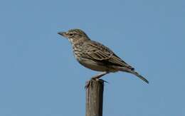 Image of Large-billed Lark