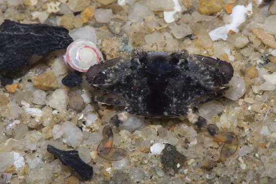 Image of Pacific blue swimming crab