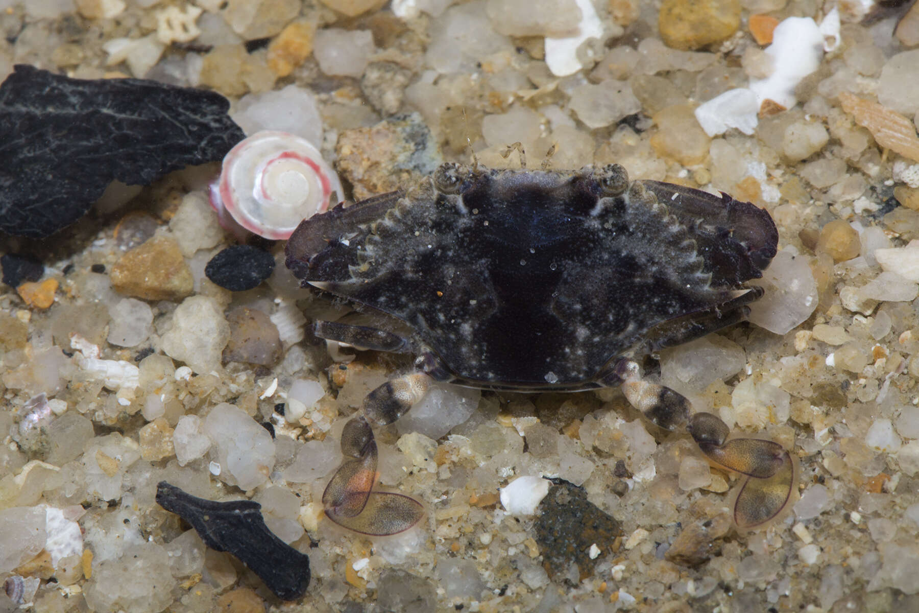 Image of Pacific blue swimming crab