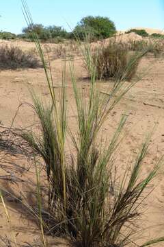 Image of Namib Dune Bushman Grass