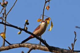 Image of Crimson-rumped Waxbill