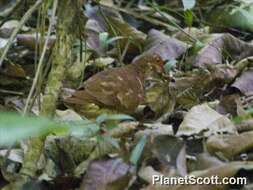 Image of Ruddy Quail-Dove