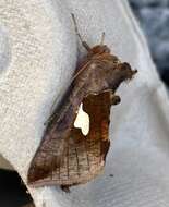 Autographa bractea Schiffermüller 1776 resmi