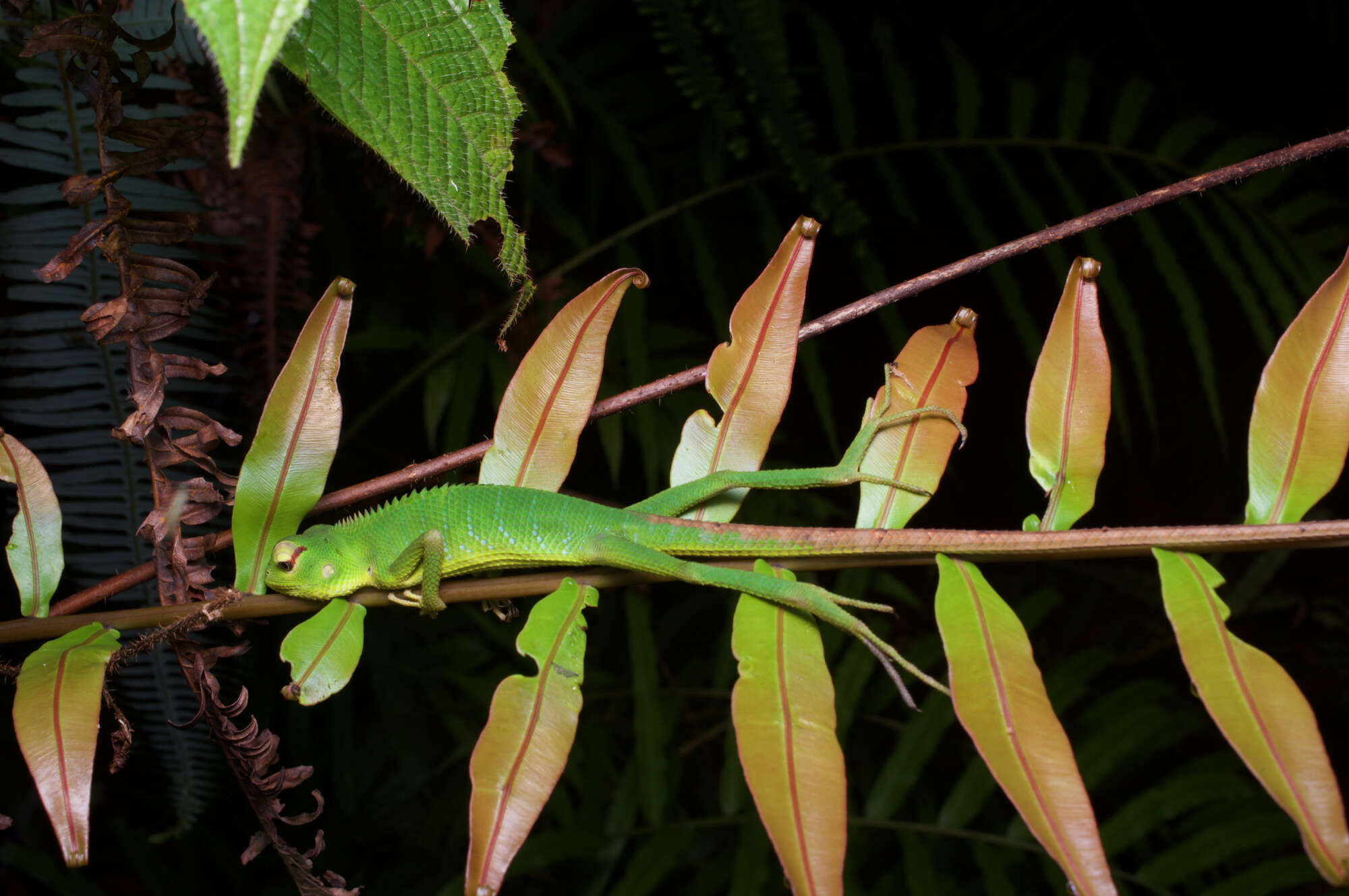 Image of Common green forest lizard