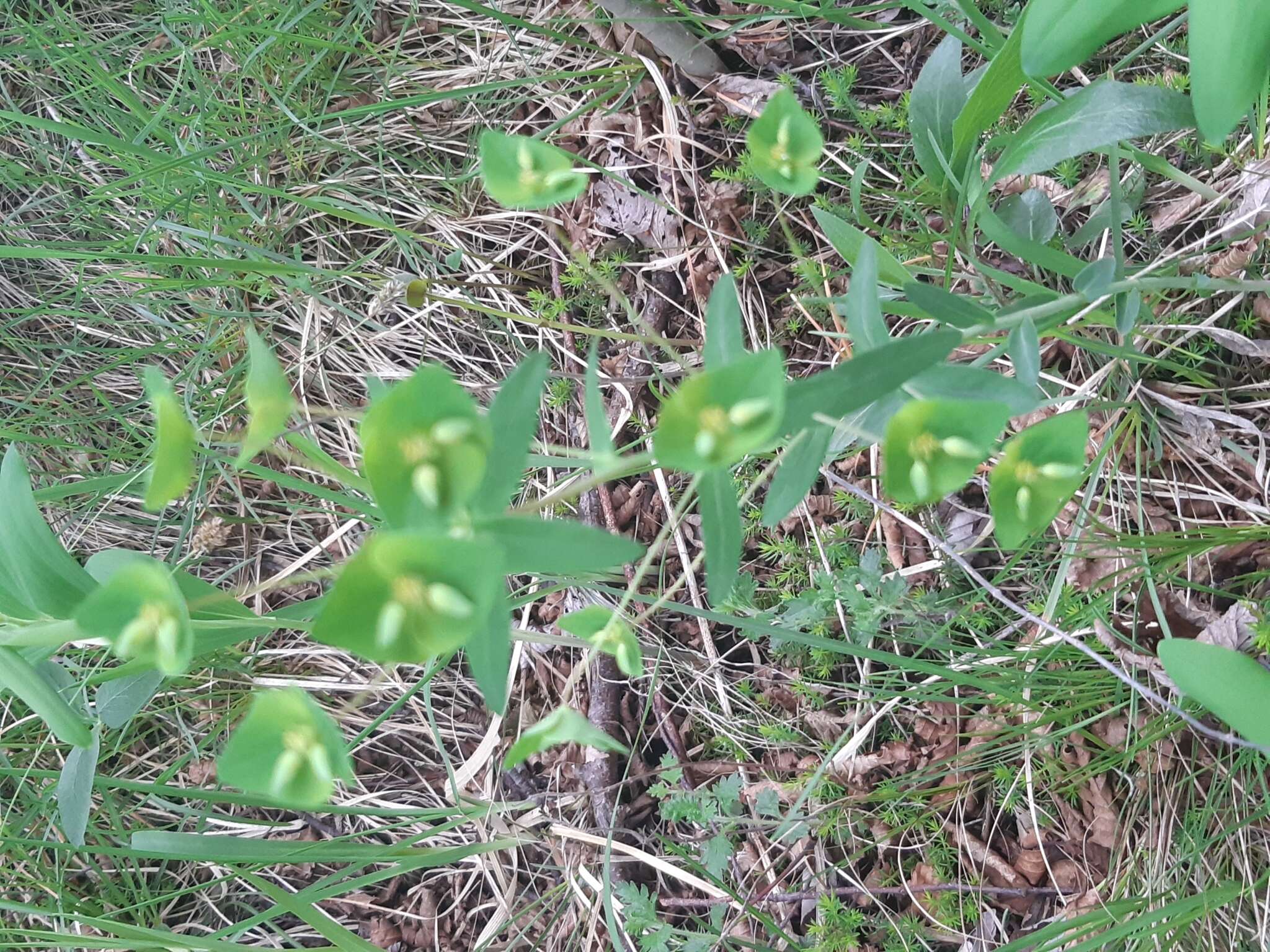 Image of Euphorbia variabilis Ces.