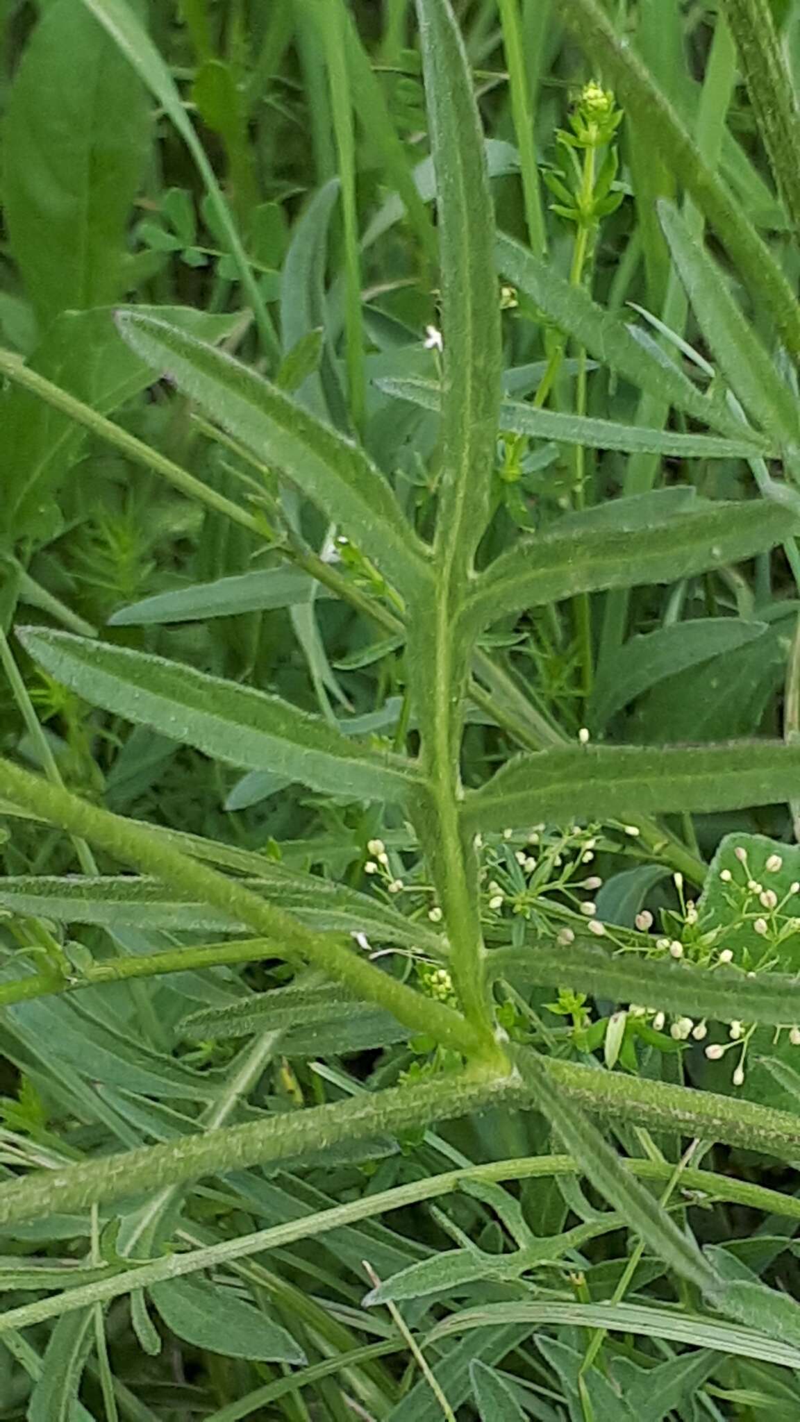 Centaurea scabiosa subsp. scabiosa的圖片