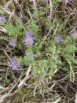 Image of aromatic aster