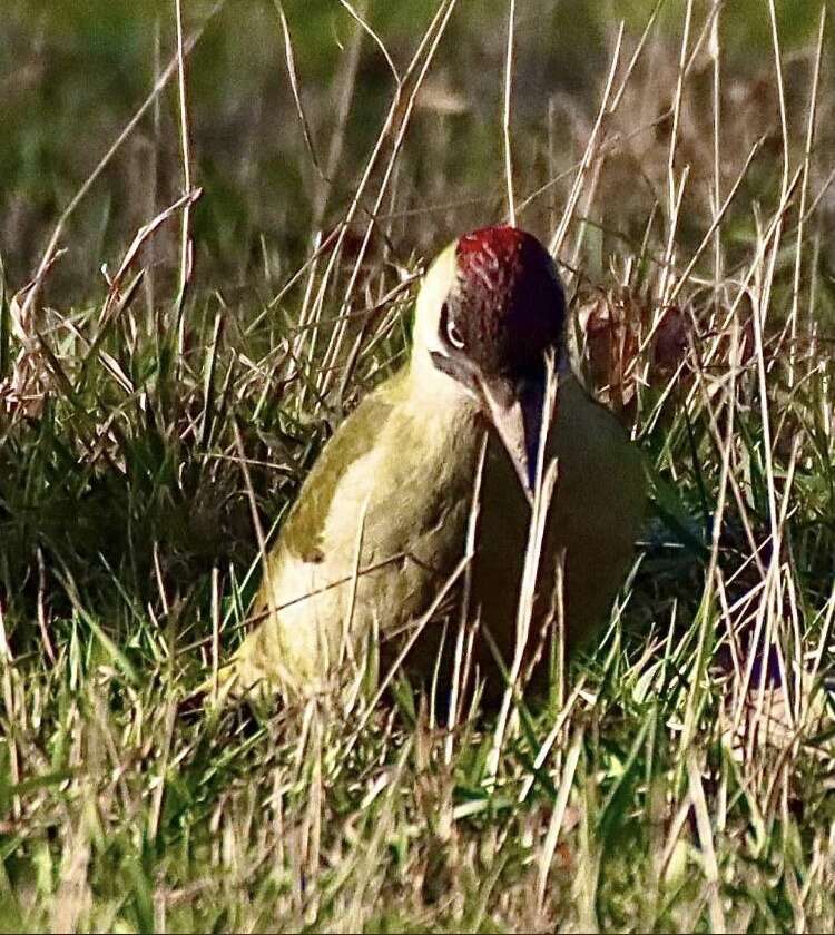 صورة Picus viridis viridis Linnaeus 1758