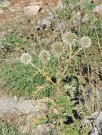 Image of Echinops sphaerocephalus subsp. sphaerocephalus