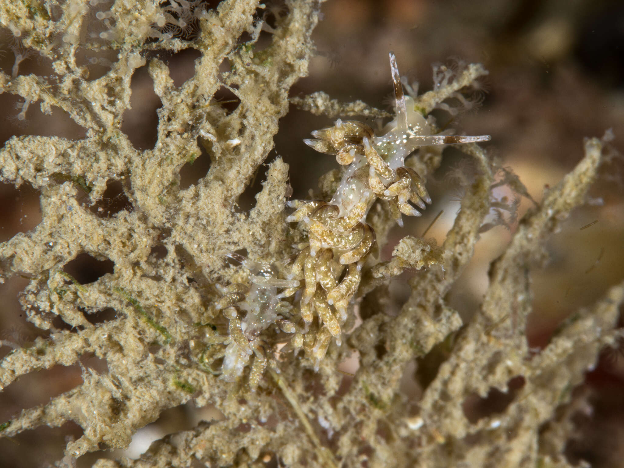 Image of Rubramoena Cella, Carmona, Ekimova, Chichvarkhin, Schepetov & Gosliner 2016