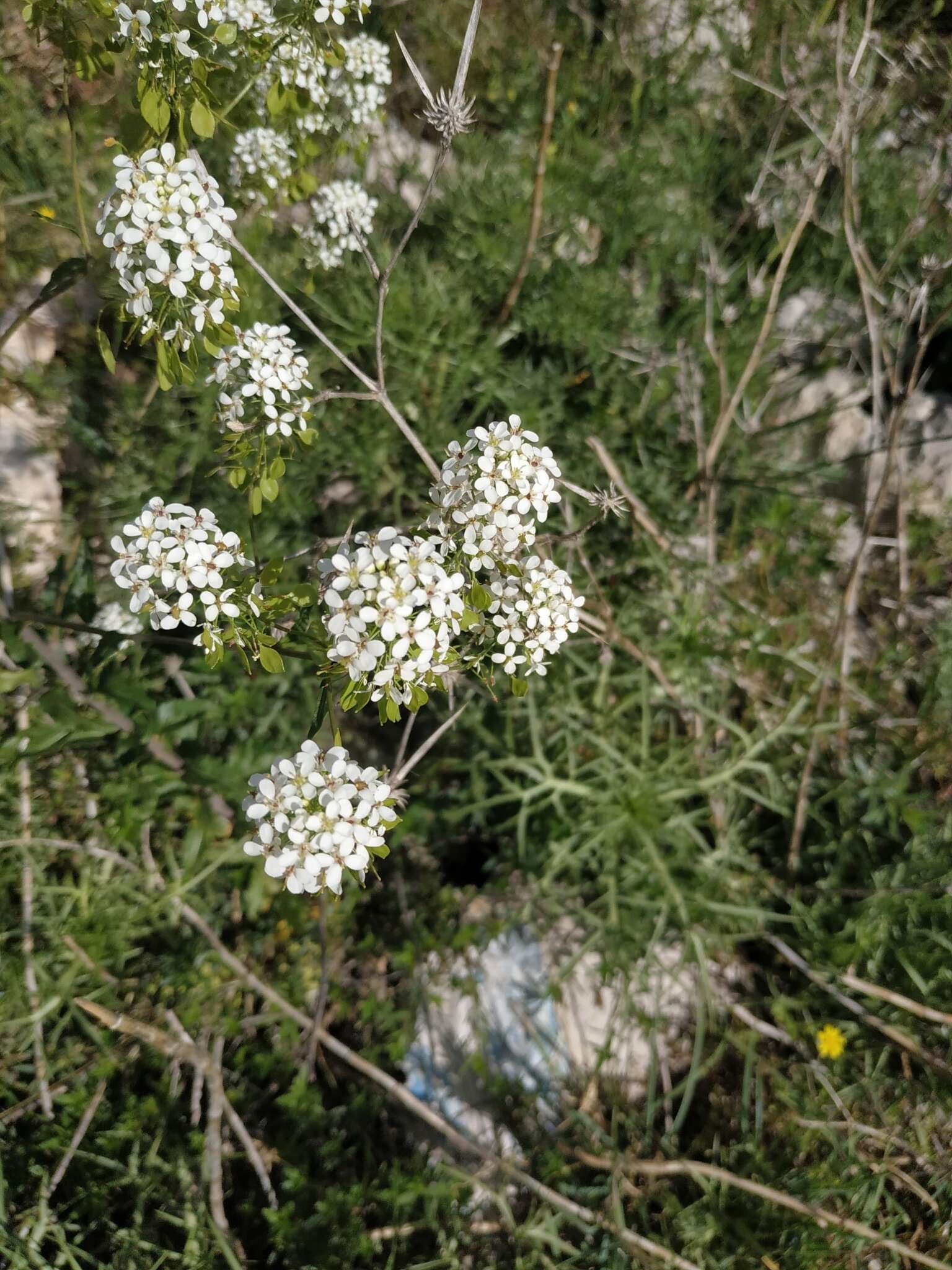 Imagem de Peltaria angustifolia DC.