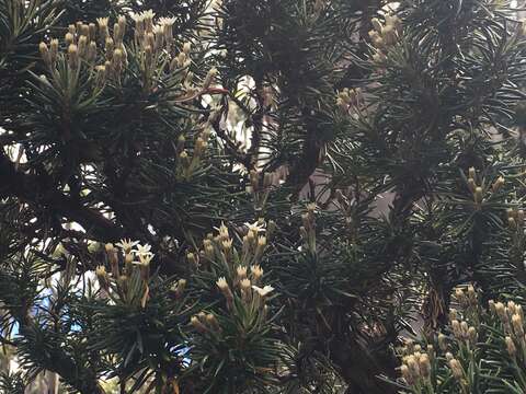 Image of prickly alpine daisybush