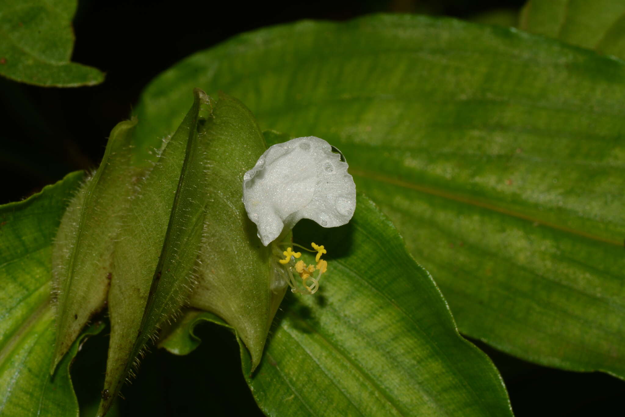 Image of Commelina suffruticosa Blume