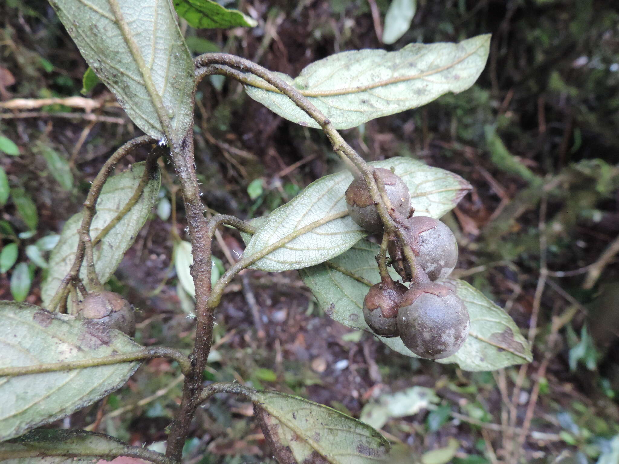 Image of Styrax trichocalyx Perkins