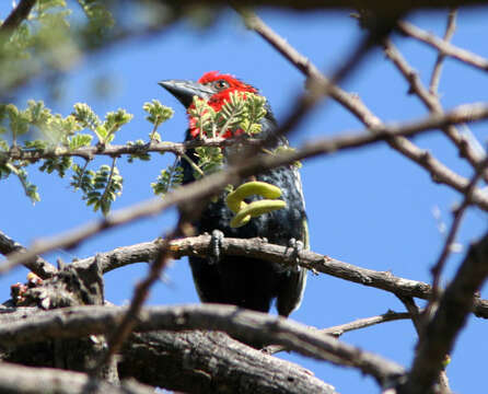 Image of Black-billed Barbet