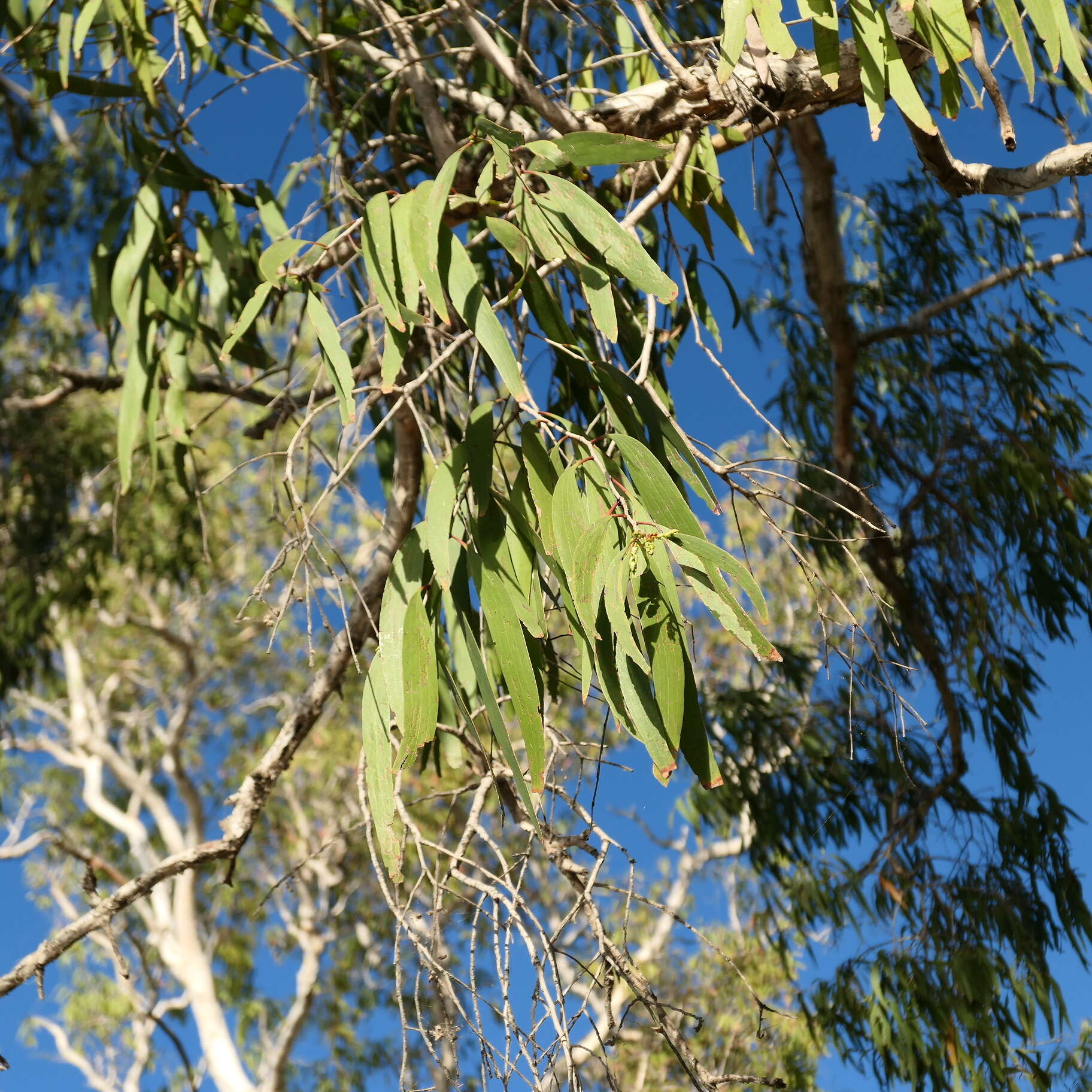 Image de Melaleuca leucadendra (L.) L.