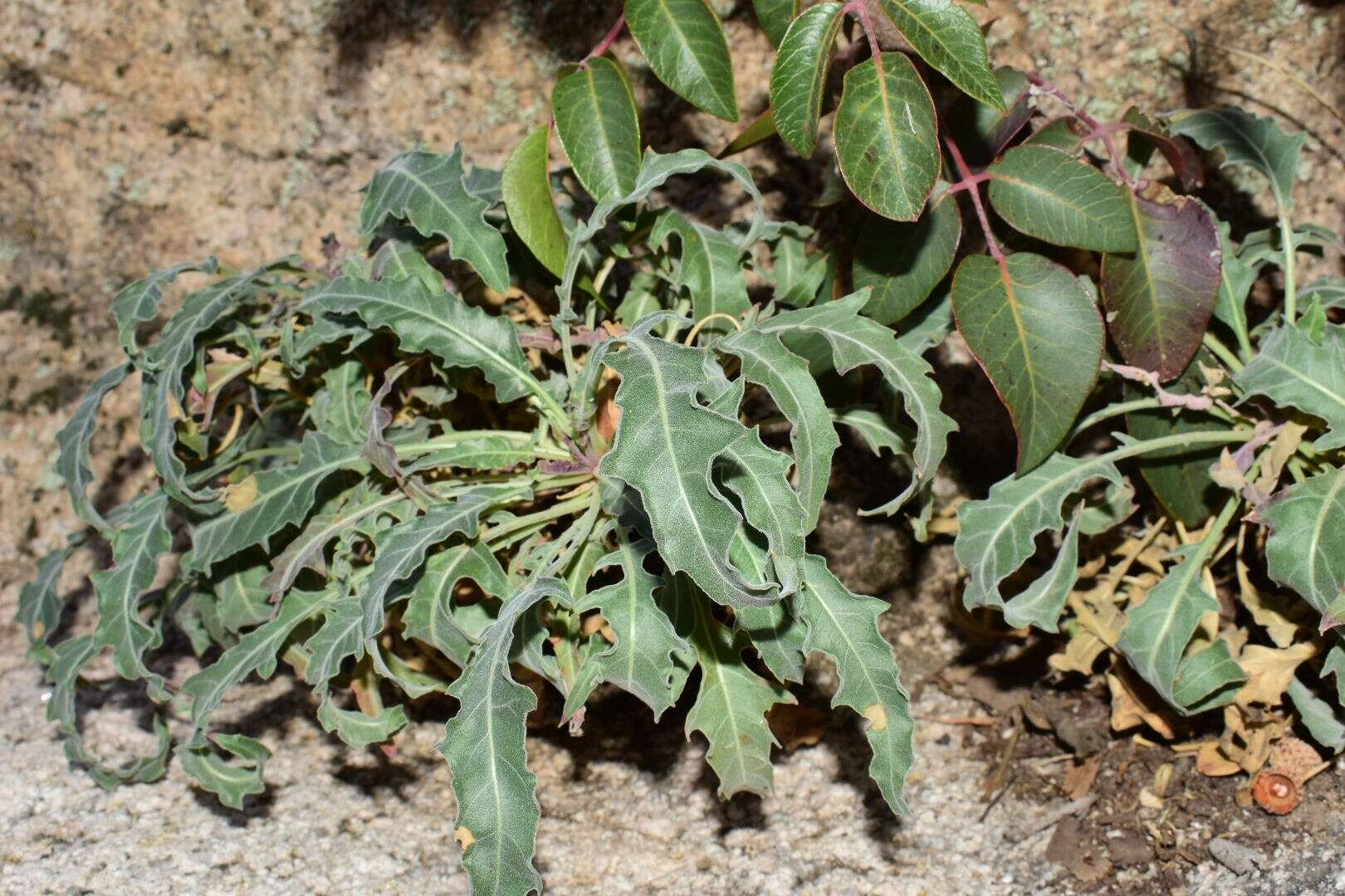 Image de Oenothera cespitosa subsp. marginata (Nutt. ex Hook. & Arn.) Munz