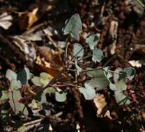 Image of Rumex aetnensis C. Presl