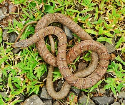 Image of Platyceps plinii (Merrem 1820)