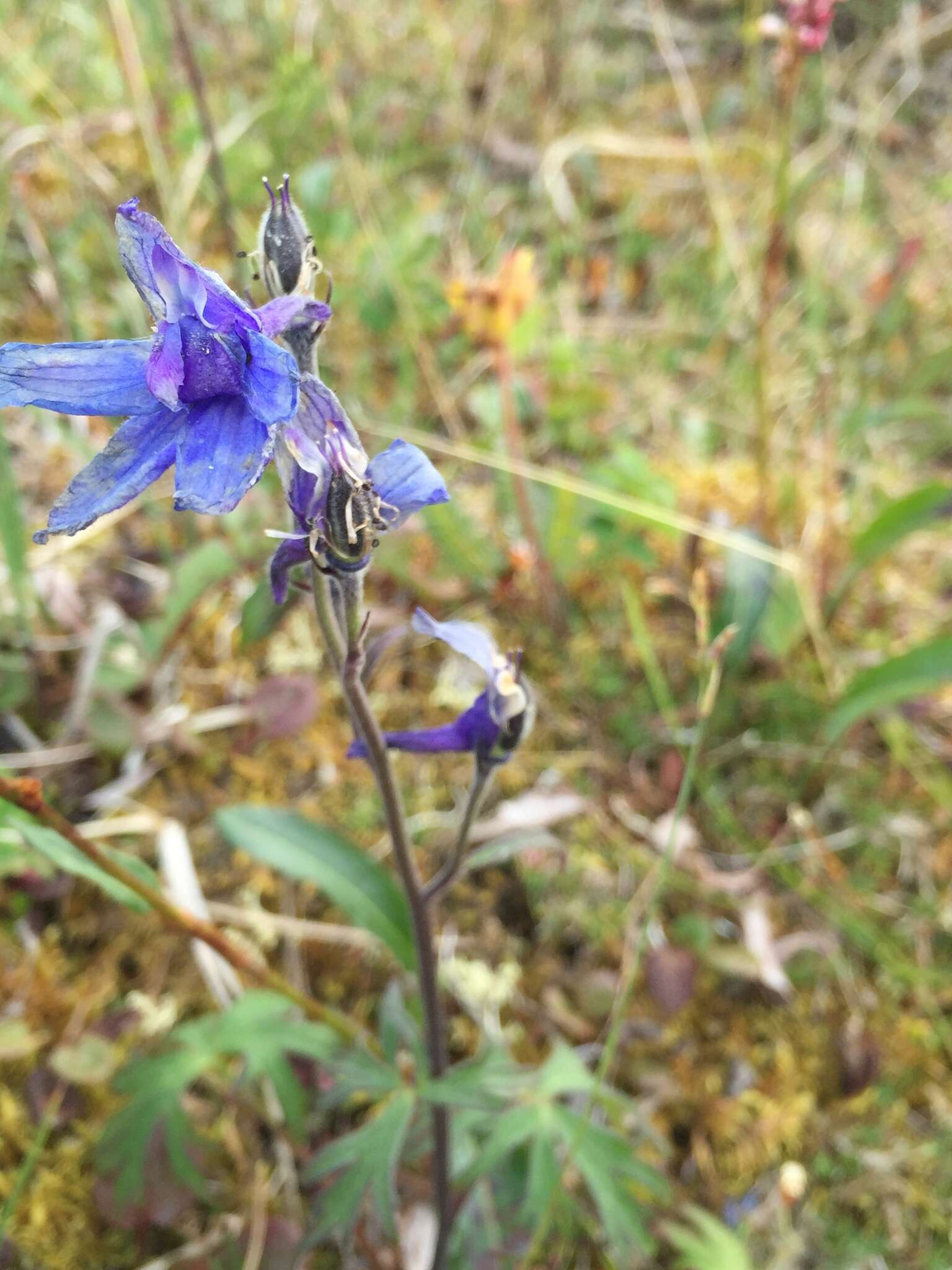 Delphinium brachycentrum Ledeb.的圖片