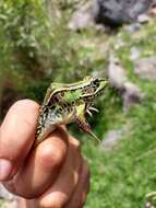 Image of Lithobates spectabilis (Hillis & Frost 1985)