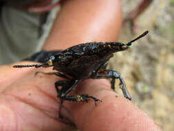 Image de Serrognathus (Brontodorcus) alcides (Snellen van Vollenhoven 1865)