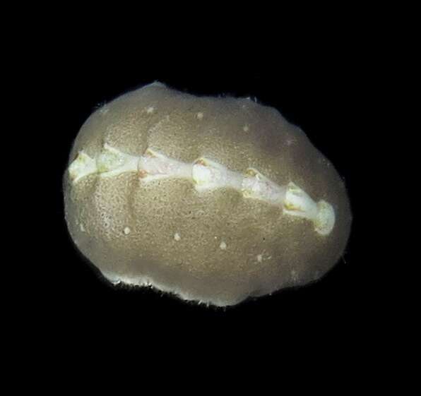 Слика од Cryptoconchus floridanus (Dall 1889)