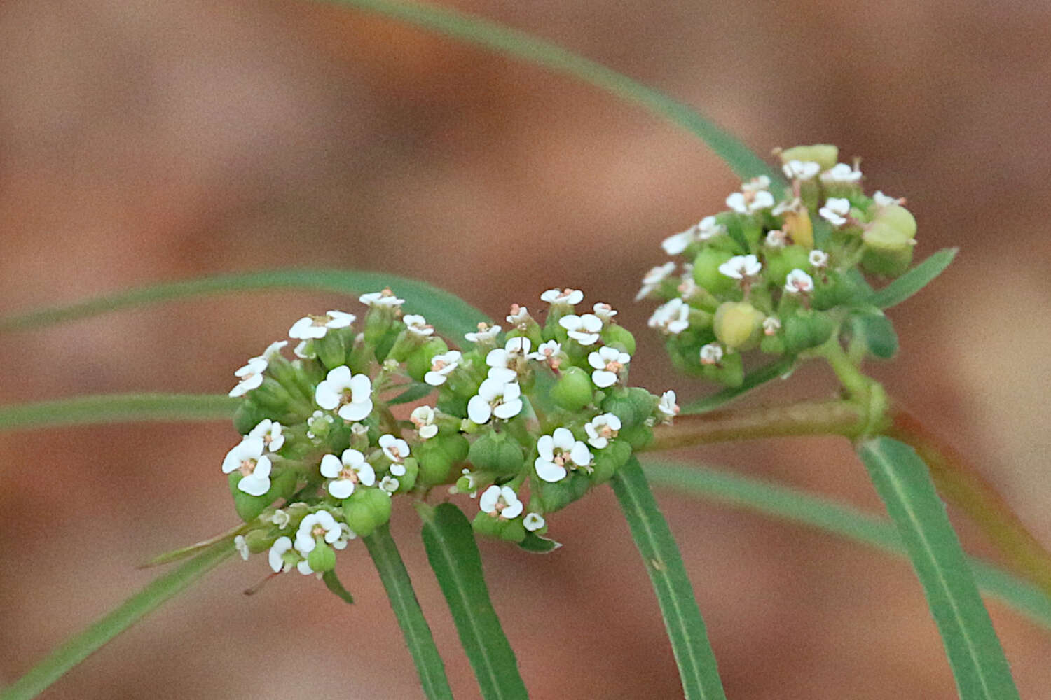 Imagem de Euphorbia bifida Hook. & Arn.