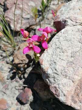 صورة Disa filicornis (L. fil.) Thunb.