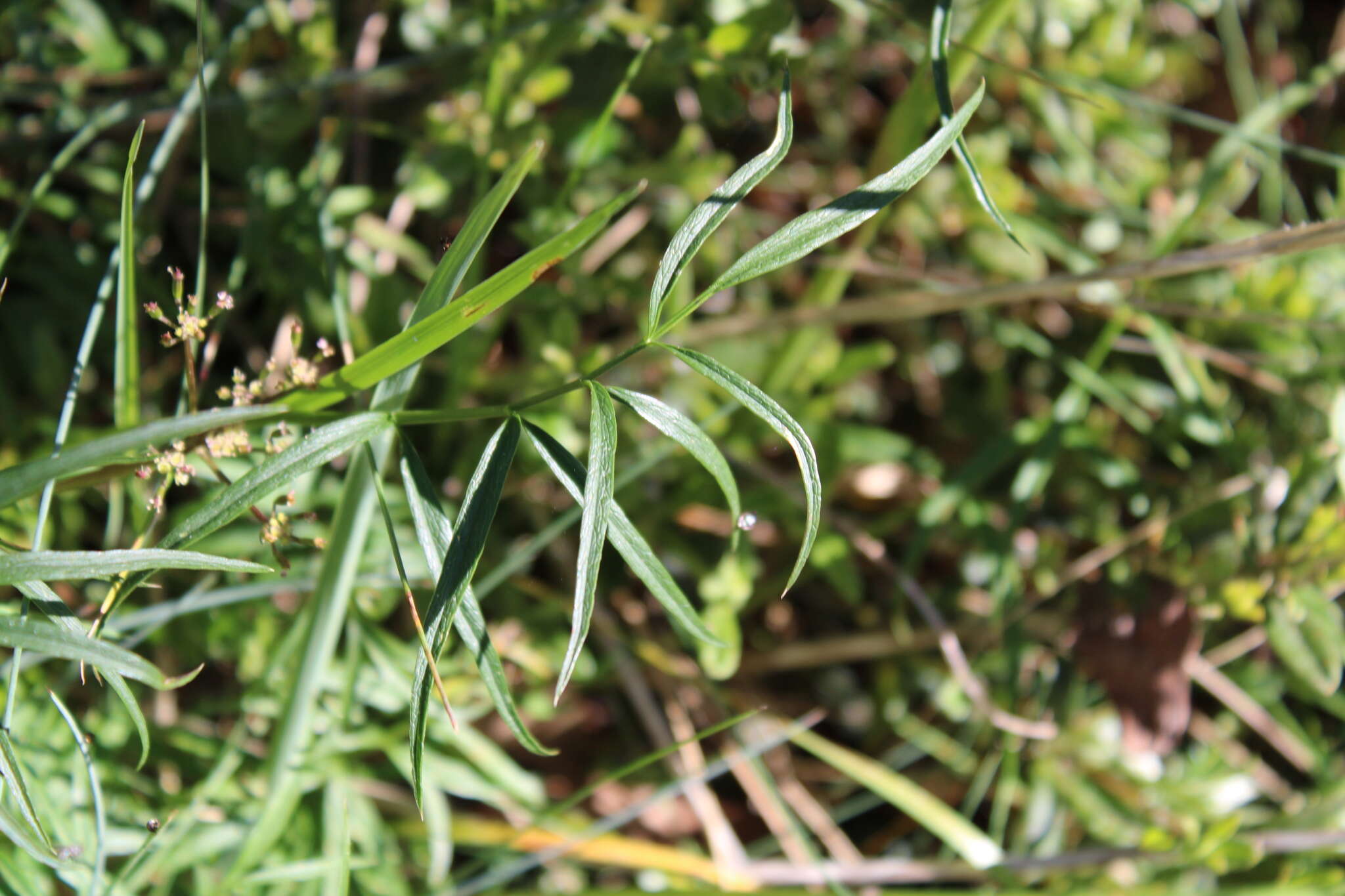 Imagem de Gingidia harveyana (F. Müll.) J. W. Dawson