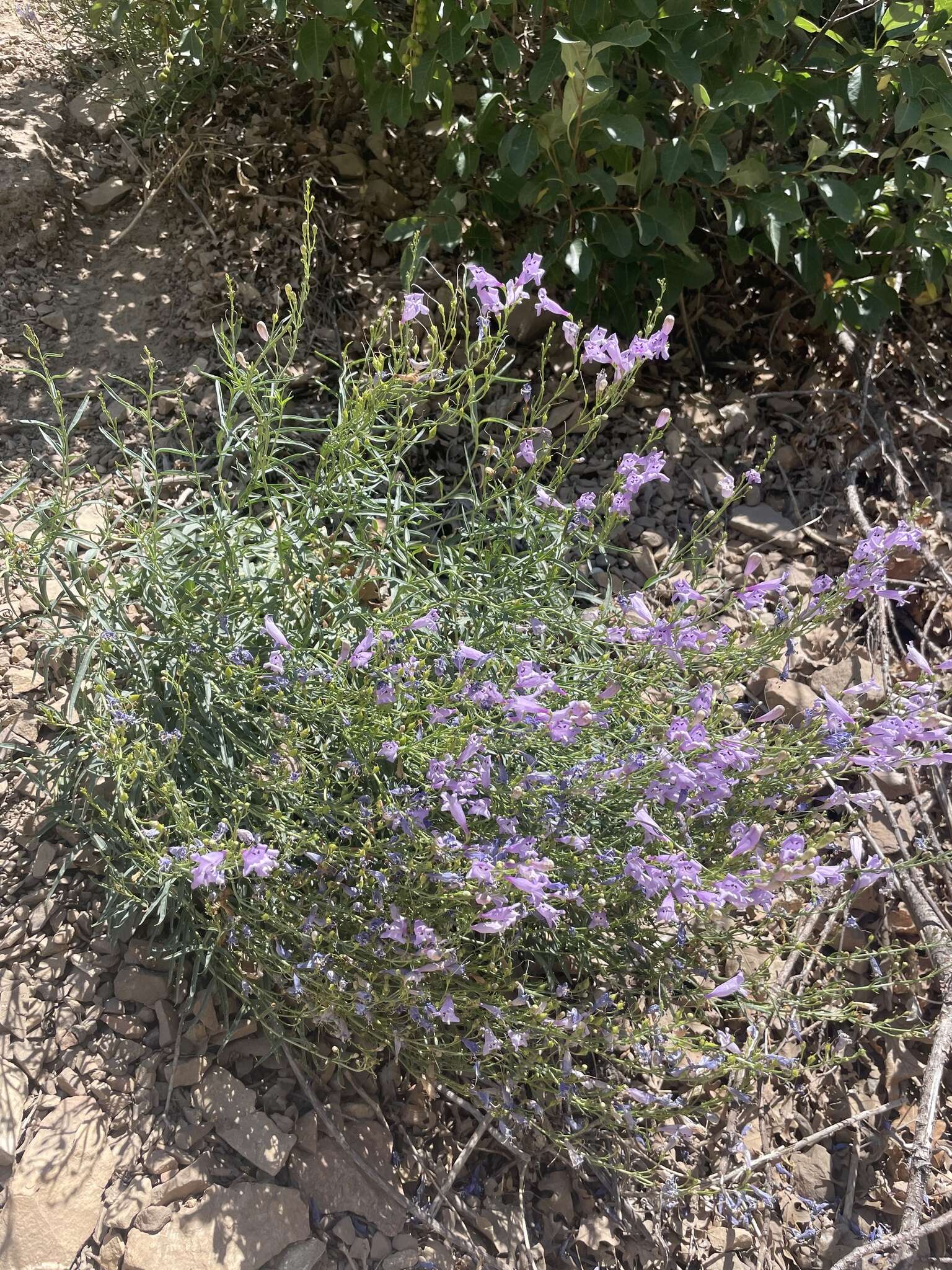 Слика од Penstemon sepalulus A. Nels.