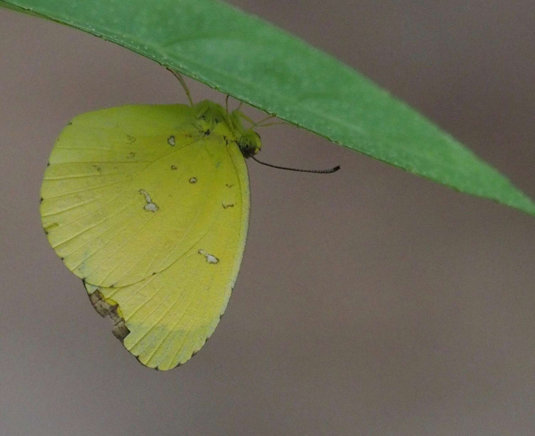 Слика од <i>Eurema <i>floricola</i></i> floricola