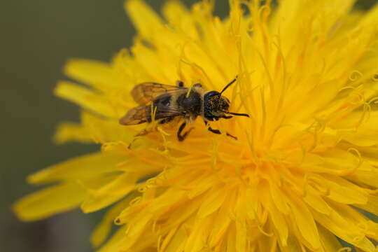 Image of Andrena chromotricha Cockerell 1899