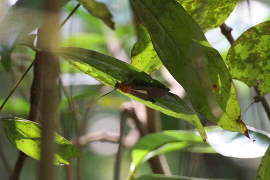 Image of Asota subsimilis Walker 1864