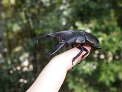 Image de Serrognathus titanus platymelus (Saunders 1854)