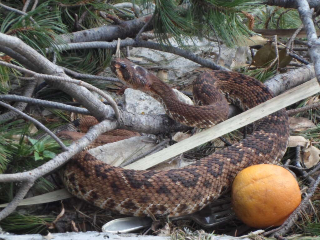 Imagem de Crotalus ruber lucasensis Van Denburgh 1920