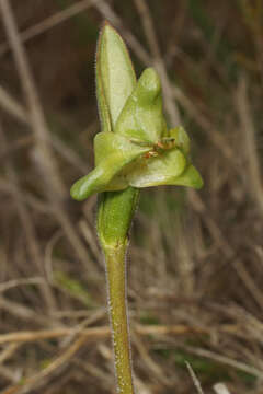 Image of Disperis cucullata Sw.