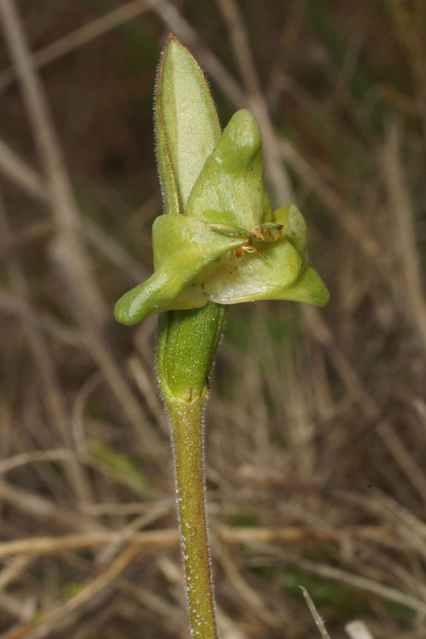 Disperis cucullata Sw.的圖片