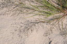 Image of Eragrostis amurensis Prob.