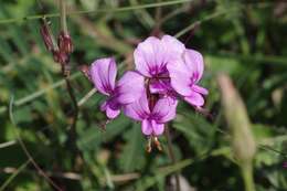 Image of Pelargonium multicaule Jacq.