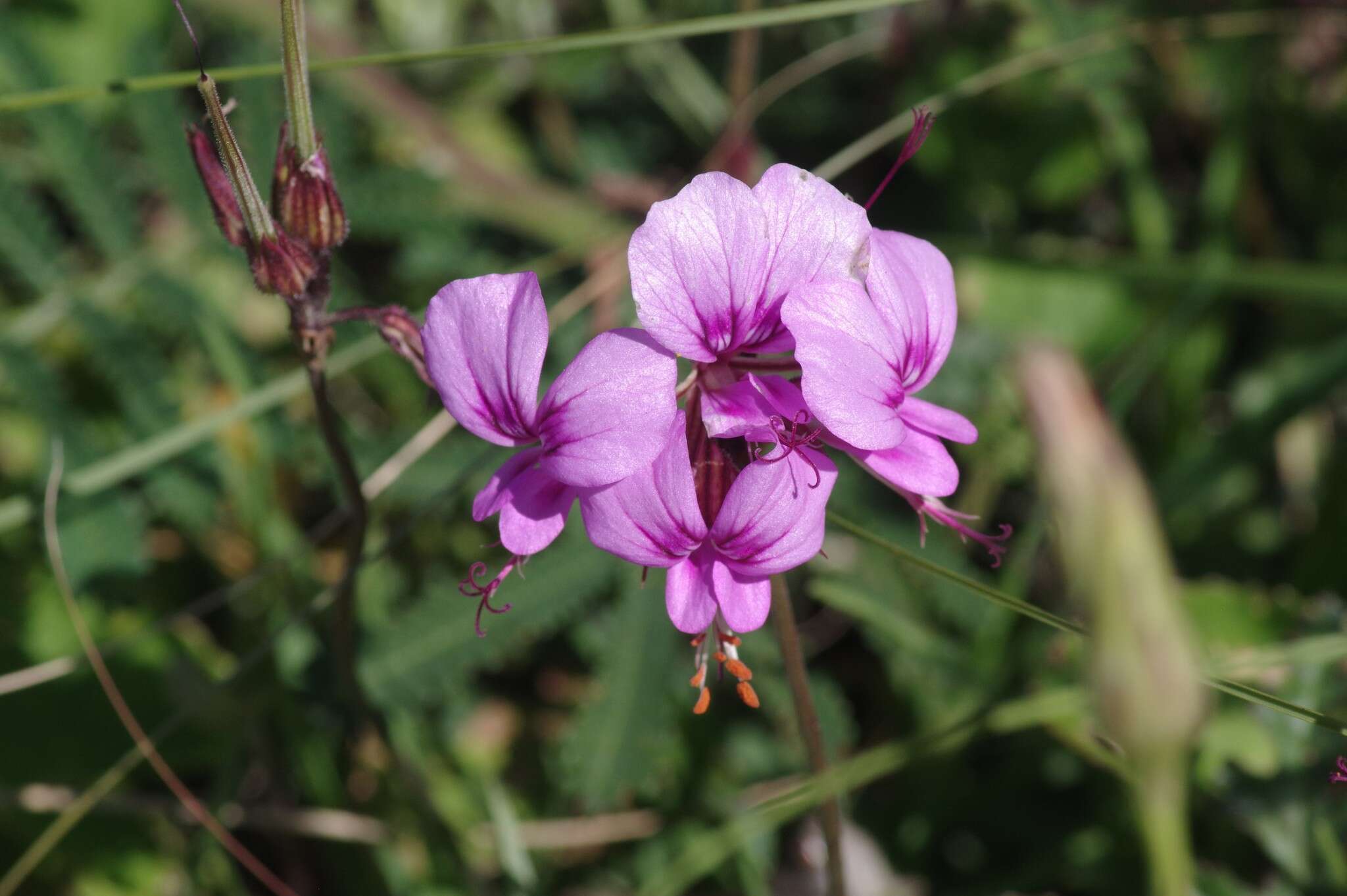 Image of Pelargonium multicaule Jacq.