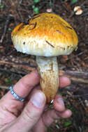 Tricholoma focale (Fr.) Ricken 1914 resmi