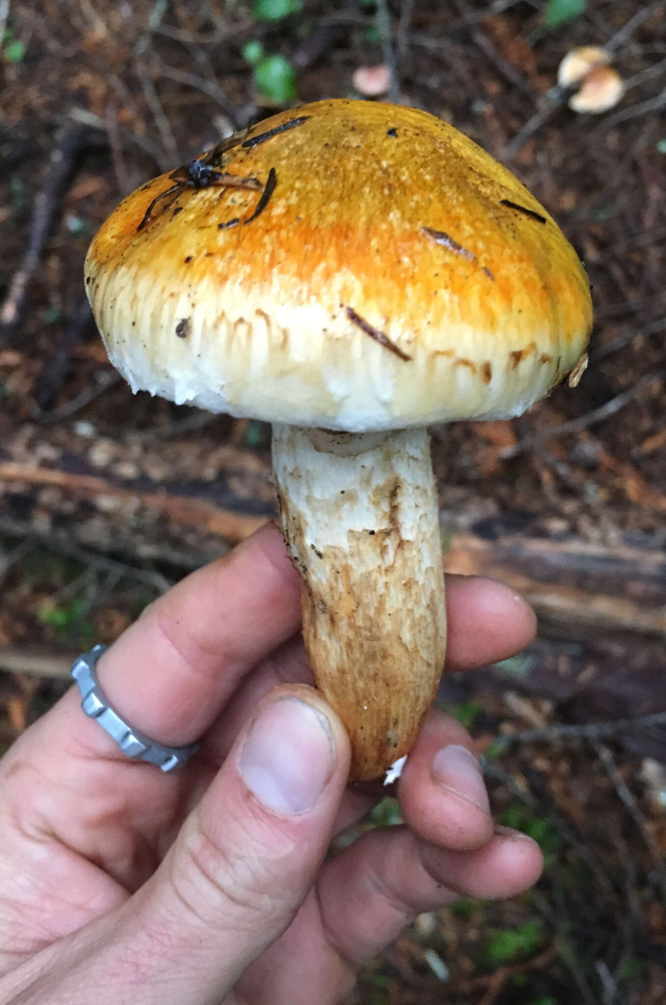 Image of Tricholoma focale (Fr.) Ricken 1914