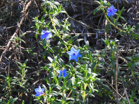 Plancia ëd Glandora prostrata subsp. lusitanica (Samp.) D. C. Thomas