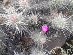 Image of Echinocereus brandegeei (J. M. Coult.) K. Schum.