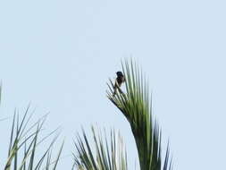 Image of Eastern Pied Wheatear