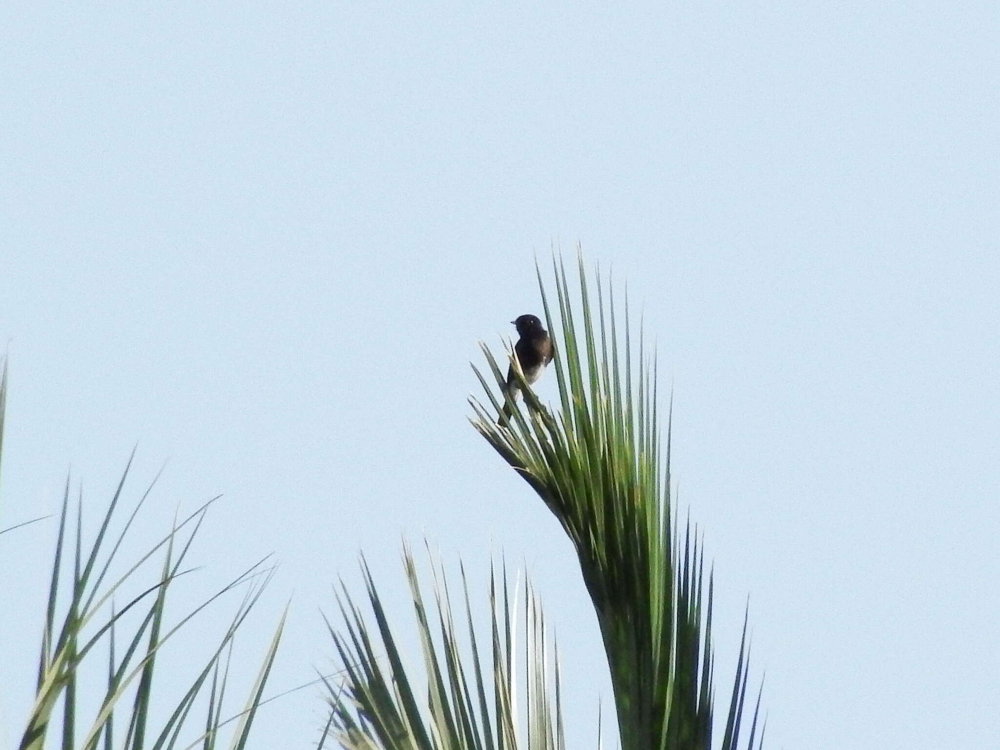 Image of Eastern Pied Wheatear