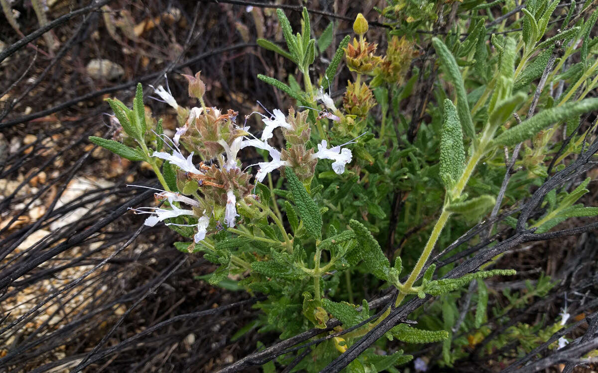 Image of rose sage