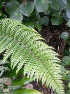 Image de Polystichum wawranum (Szyszyl.) Perrie